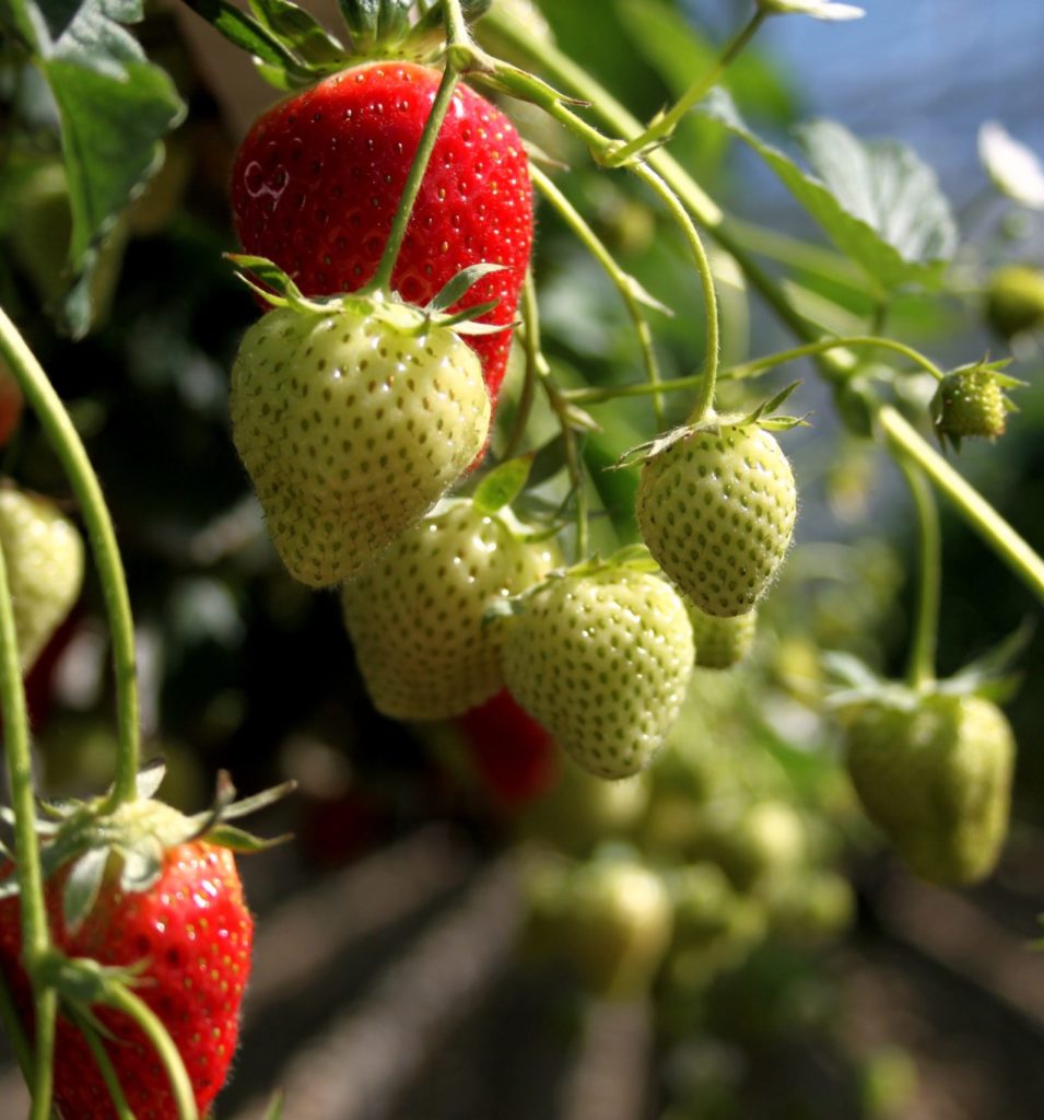 IMG_3827-scaled-e1602504395718-955x1024