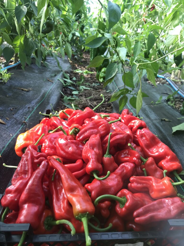 D4FDEE90-9355-4562-A6EB-44283A9173A2-768x1024